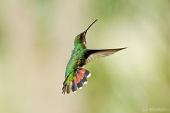 jagavička bieloškvrnná