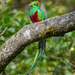Quetzal v celej kráse