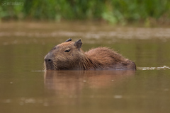 Kapybara močiarna (Hydrochoerus 