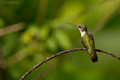kolibrík rubínovokrký