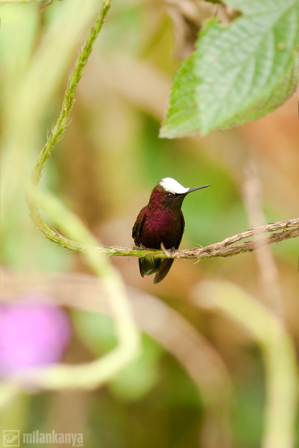 najmenší kolibrík na svete