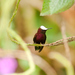 najmenší kolibrík na svete