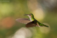 kolibrík bielošijí