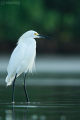 S volavkou na pláži