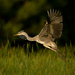 volavka popolavá (Ardea cinerea)