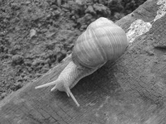 slimacik