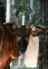 Antilopka