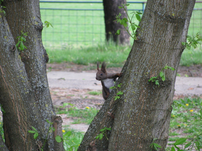 Pózujúca veverička