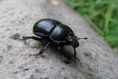 Opancierovany elegán