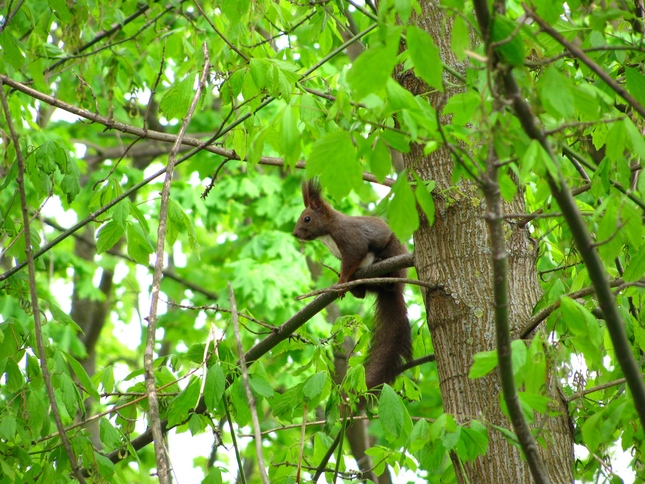 Veverička na konári