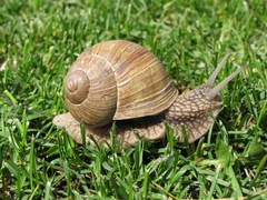 Slimák záhradný - Helix pomatia