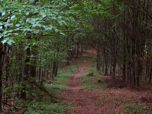 Hraničný chodníček v lese 