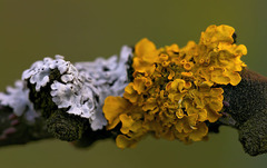 White & Yellow
