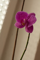Osprchovana orchidea