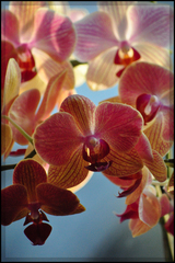orchidea1