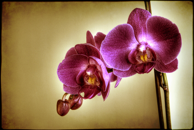 keď „zazíva“ orchidea...