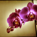 keď „zazíva“ orchidea...