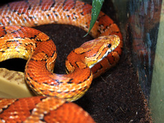 Elaphe Guttata