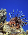 Lion Fish