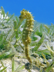 Green Sea Horse