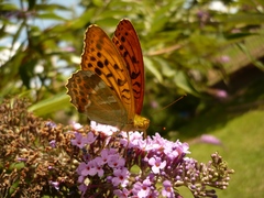 Motyl