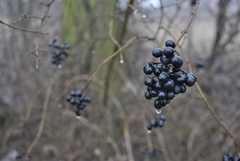 winter fruit.