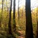 Krása jesenného lesa
