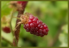 tayberry