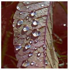 Catching your teardrops