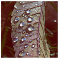 Catching your teardrops