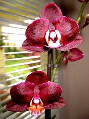 Orchidea