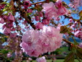 rozkvitnutá sakura