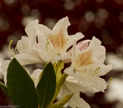 rododendron