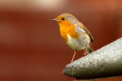 slavik cervienka z mojej zahrady