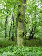 jak z rozprávky