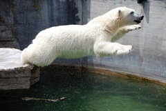 Ice Bear