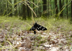 motýlik