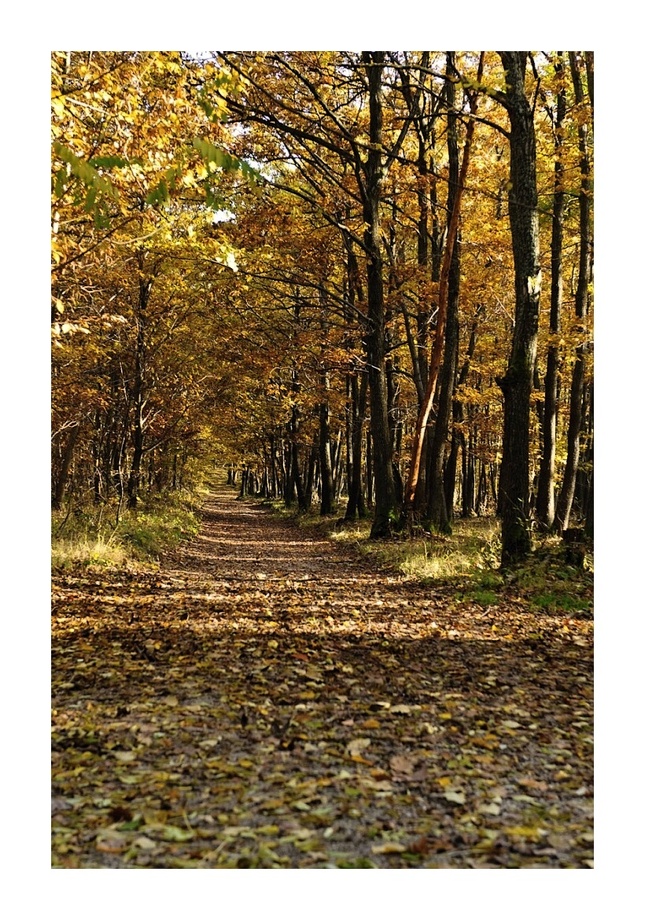 jesenná prechádzka