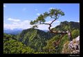 Sokolica 747m
