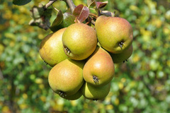 Hrušky