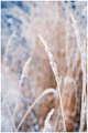 Snowy