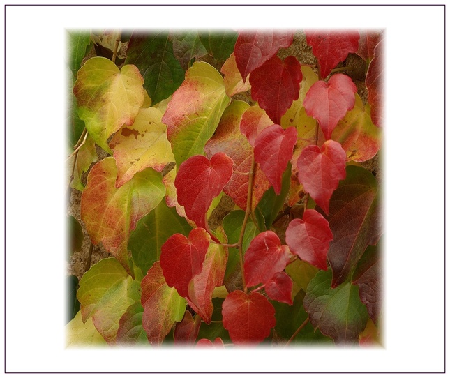 United colors of autumn