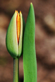 Tulip 2