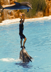 Flipper robí show
