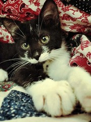 lulu