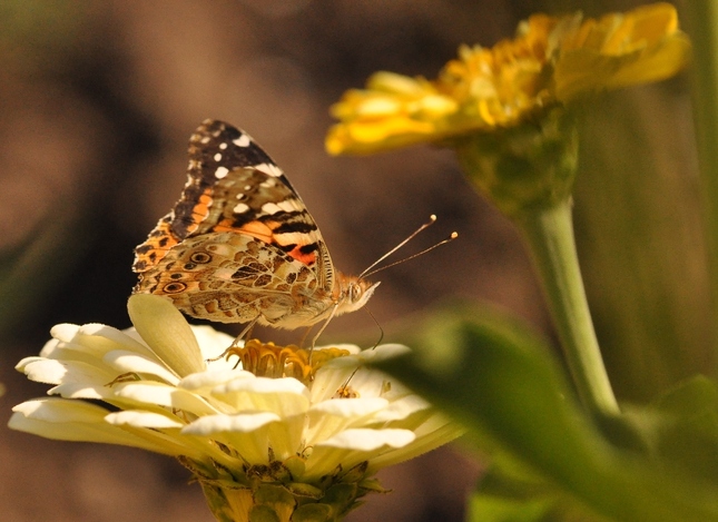 motýľ č. 667