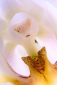 orchidea II