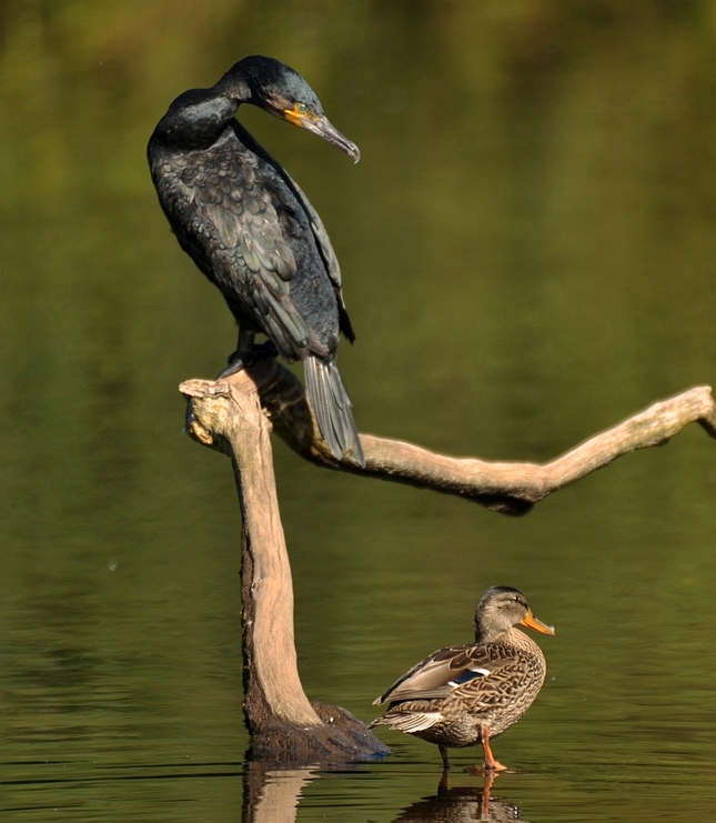 Kormoran III
