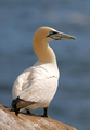 Gannet