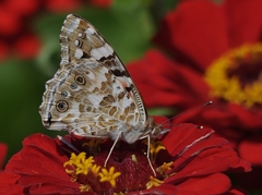 motýľ II
